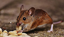 24 Hour & Emergency Exterminators in Plainview, TX